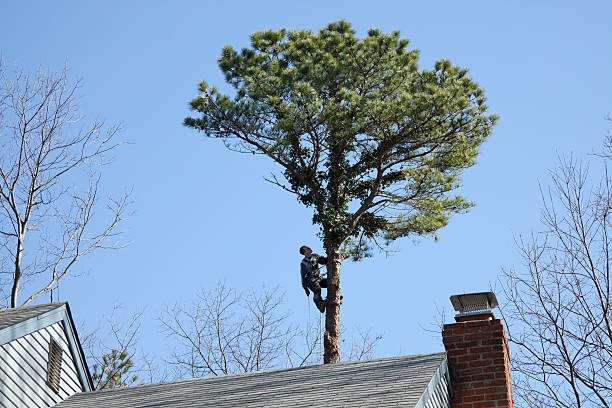 Reliable Woodland Beach, MI Tree Care Solutions